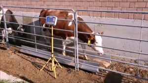 Cima Cattle Control 4